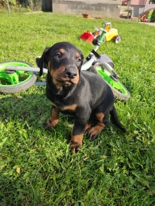 Predám šteniatko dobermana