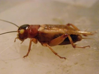 cvček dvojškvrnný