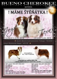 Australský ovčák s PP