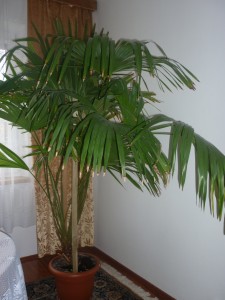 predám palmu -areka