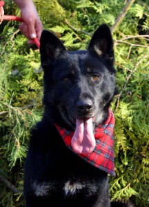 Galante hľadá domov