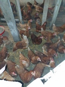 Mládky nosníc Tetra SL