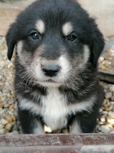 Stredoazijsky ovciak