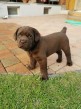 Predám šteniatka čoko Labradora