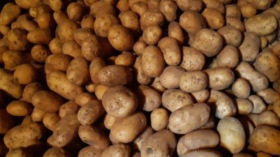 Zemiaky Denar na uskladnenie - predaj