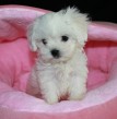 Mini Maltezak, Maltezsky psík-krásne šteniatka -