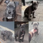 Americky stafordsirsky terier