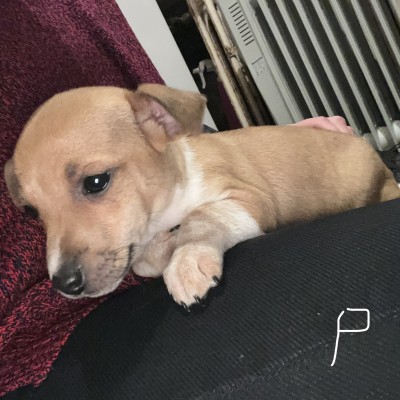 Jack russel