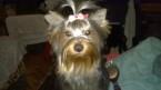 Yorkshire terrier s PP