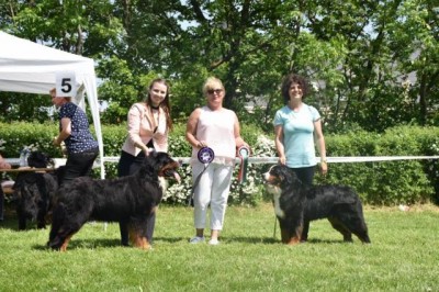 Bernský salašnícky pes