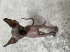 Kanadský sphynx mačiatka
