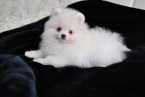 Krásne snehovo biele Pomeranian šteňa, dievča.