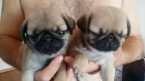 Predám krásne šteniatka plemena Mops