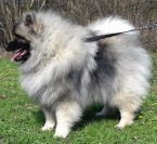 Německý špic vlčí / keeshond prodám štěňata s PP