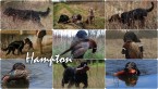 Gordon setter - šteniatka s PP