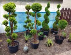 Tvarovane tuje spiraly a bonsaie