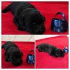 Labrador retriever šteniatka s PP