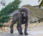 Nemecká doga modrá šteniatka s PP