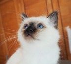 mačiatka BIRMA posvätná