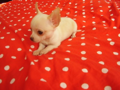 Čivava krátkosrstá  biela     - mini  psík TOP