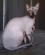 Maciatka sphynx