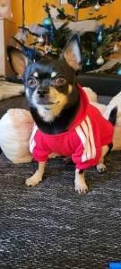 Adidog mikina pre psa