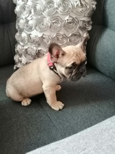 Francúzsky buldoček