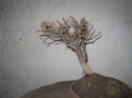 BONSAI,  BONSAJ