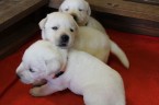 Labrador Retriever - šteniatka s PP