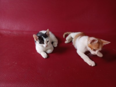 Darujem mačiatka (kocurikov)