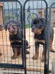 Šteniatka Rottweiler
