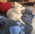 Biely švajčiarsky ovčiak