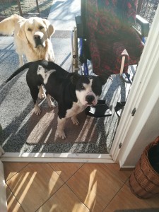 Darujeme do dobrých ruk