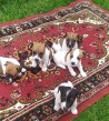 Preám šteniatka Jack Russell Teriér