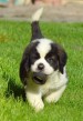 Svatobernardský pes - Bernardýn s PP