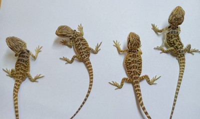 Mláďatá agamy bradate