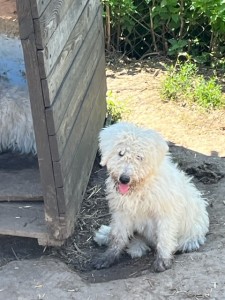 Komondor šteniatka