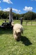 Komondor šteniatka