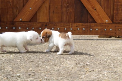 Jack russell terrier šteniatka