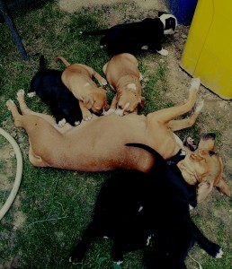 Predam steniatka stafordov