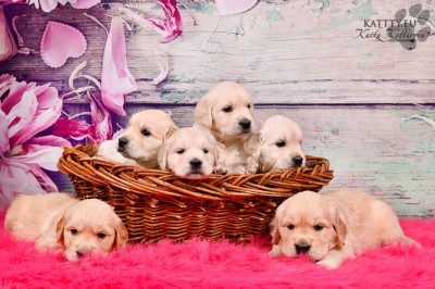 Šteniatka Zlatého retrievera s PP