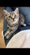 Britske whiskas strieborne maciatka