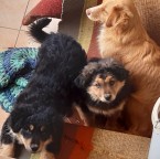 Šteňatá ,osobny odber