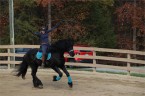 Veľkolepý 8-ročný valach Frízsky kôň