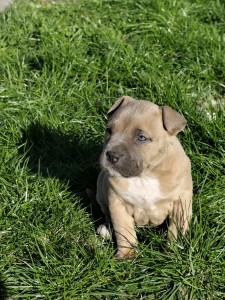 Americký stafordšírsky teriér