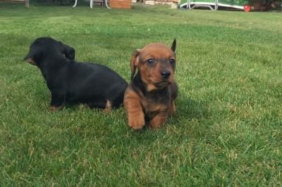 Jazvečík šteniatka