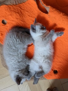 krátkosrsté britské mačiatka colorpoint