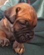 Predám šteniatka Bullmastiff bez PP