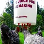 Napajacka napajacky pre hydinu brojlere nosnice