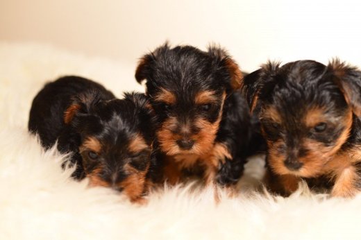 MINI Yorkširskeho teriéra